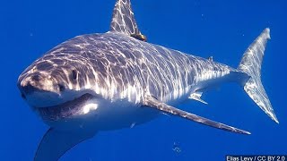 A short profile about the the Great White Shark  Carcharodon Carcharias [upl. by Aynotak76]