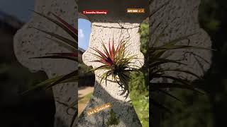 Diwali Tillandsia blooming airplant airplantcare garden [upl. by Fitzhugh749]