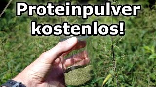 Proteinpulver kostenlos selber machen Muskelaufbau vegan und mit Rohkost Eiweiss Protein [upl. by Ahsikam]