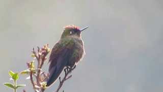 Rainbowbearded Thornbill Chalcostigma herrani Nevados National Natural Park [upl. by Elehcin]