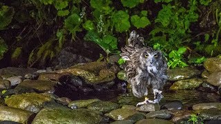 羅臼のシマフクロウ Blakiston’s fish owl [upl. by Ettenauq]