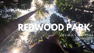 Exploring the Majestic Redwood Forest of Arcata California A Journey into Natures Giants [upl. by Fachini]