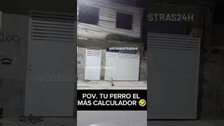 Perro calcula bien la distancia para entrar a su casa 🤣🤣 [upl. by Adnolrehs]