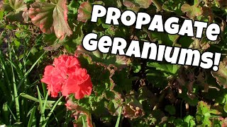 🌻 Geranium Propagation by cuttings in Water amp Dirt [upl. by Brendon501]