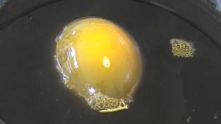 Demonstration of Osmosis using an Egg [upl. by Haynes]