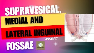 Internal surface of the anterolateral abdominal wallsupravesical medial and lateral inguinal fossa [upl. by Kyte879]