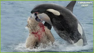 20 Crazy Moments Animals Picked the Wrong Opponent When A Polar Bear Meets A Hungry Orca [upl. by Joselow]