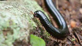 Strong black millipede Doratogonus infragilis  Oribi Gorge South Africa 10112022 [upl. by Nyledam]