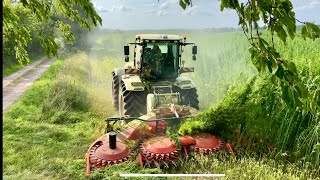 Xerion 4200 With Wittrock Hempcut  Hemp Harvest With Grahns Maskintjänst 4K [upl. by Garvy]