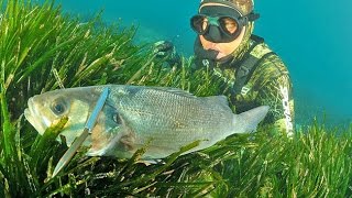 Pesca Sub  Alla ricerca della grande Spigola in Grecia  Documentario con Dimos Adamis Spearfishing [upl. by Kcyred118]