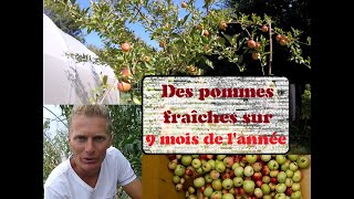 7 variétés de pommiers pour des pommes presque toute lannée [upl. by Corso]