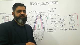 Digestive system of Hydra English medium profmasoodfuzail Digestive system of Cnidarians [upl. by Bagger]