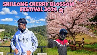 Shillong Cherry Blossom Festival 2024🌸Guwahati to Shillong [upl. by Clymer]