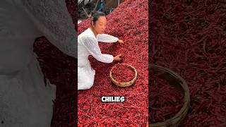 quotHow Chinese Farmers Grow Chillies with Wheat Genius Farming Hackquot virulshort virulshorts [upl. by Zetes82]