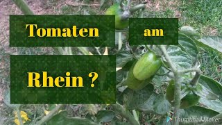 Riesen Mengen Tomaten Wassermelonen Nachtschatten am Rhein [upl. by Ardnuaet513]