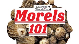 Morels 101 All about early false natural and burn morels [upl. by Hafinah494]