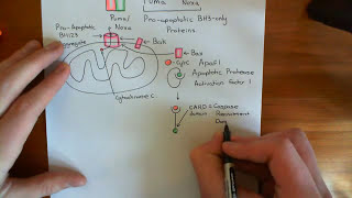 The Intrinsic Pathway of Apoptosis Part 5 [upl. by Eelarbed577]