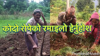 नेपालमा कोदो रोपेको रमाइलो अनुभव गरौ  Paspalum scrobiculatum planting in Nepal [upl. by Agna]