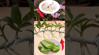 This miracle causes orchids to take root and sprout new green shoots [upl. by Encratia]