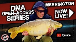 CARP FISHING DNA OpenAccess Series Merrington Carp Fishery [upl. by Janelle]