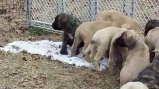 mastiff puppies 8 weeks old [upl. by Anytsirk]