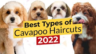 Best Types of Cavapoo Haircuts 🐶 Summer Cut 🐶 Teddy Bear 🐶 Puppy 🐶 Lamb 🐶 Shih Tzu 🔴 2022 🔴 [upl. by Amelie690]