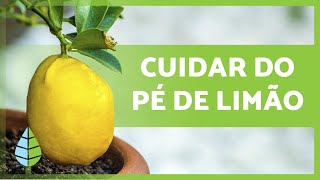 Como cuidar de um limoeiro em vaso 🍋🌳 [upl. by Onitnerolf]