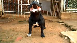 Cachorro Macho Staffordshire Bull Terrier [upl. by Prosperus641]