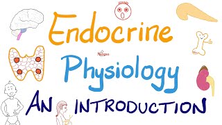 Endocrine Physiology  Introduction  Endocrinology Series [upl. by Noxas]