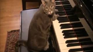 Piano Playing Cat  Top 10 Most Talented Pets [upl. by Nnylarac]