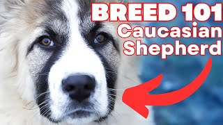 CAUCASIAN SHEPHERD 101 Everything You Need To Know About The CAUCASIAN SHEPHERD [upl. by Emile]