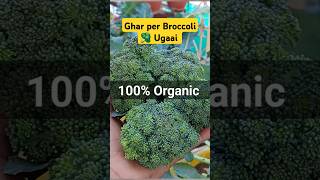 Ghar Per 100 Organic Broccoli 🥦 Ugaai 😃 broccoli broccoli plant vegetablegarden [upl. by Silera181]