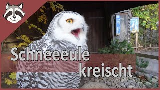 Schneeeule im ErlebnisZoo Hannover kreischt [upl. by Ordnagela16]