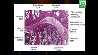 Temporomandibular Joint Histology practical Part 1 [upl. by Eniruam]