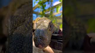 The world’s longest lizard the crocodile monitor Varanus salvadorii [upl. by Moscow]