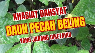 Manfaat dan Khasiat Daun Pecah Beling [upl. by Colinson]