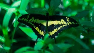 Butterflies In Motion In Icacos Trinidad [upl. by Mima]