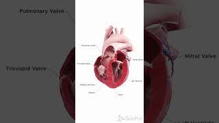 💓 Discover the Human Heart in Motion A Stunning Unity3D Animation 💓 anatomy [upl. by Annmarie868]