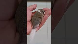 CUTE AFRICAN DORMICE cute pets cutepets shortvideo shorts cover [upl. by Selle]