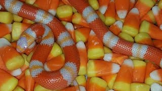 Halloween Snakes in Singapore [upl. by Otnicaj]