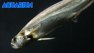 Chafalote 4K Rhaphiodon vulpinus Machete Pez perro Pirayagua Chambirachallua Dentudo Dientón [upl. by Gnouhk]