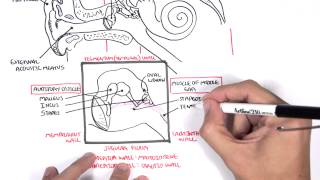 Anatomy  Ear Overview [upl. by Luapnaej180]