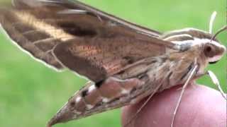 Whitelined Sphinx Moth Sphingidae Hyles lineata Lateral Closeup [upl. by Aelak]