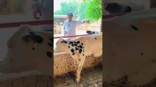 dairy lovers ❤️💕 youtube cow dairy dairyindustry dairyfarming love farming dairycows [upl. by Hump]