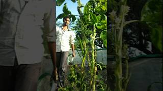 Come friends lets pluck the cluster beans nature farming clusterbeans shorts [upl. by Achorn]