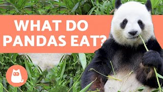 What do PANDAS eat 🐼 All about the Panda Bear Diet [upl. by Narcissus]