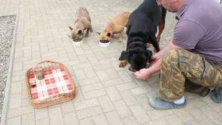 Französische Bulldoggen Erziehung bei der Fütterung [upl. by Behlau169]