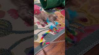 Our foster kitten Zebra has severe CH wobbly cat syndrome and loves to play 💜 [upl. by Scotti]