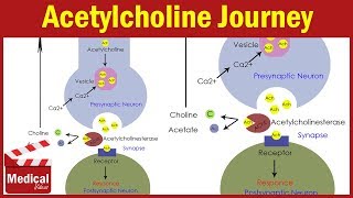 Pharmacology ANS 5 Acetylcholine Synthesis and Degradation  Pharmacology MADE EASY [upl. by Nathanael917]