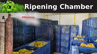 Ripening banana in ripening chamber केले पकाने वाला कक्ष बलगाँव। [upl. by Lenzi]